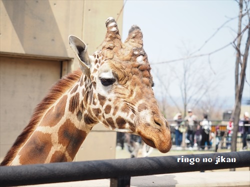 f:id:ringo_co:20190508134125j:plain