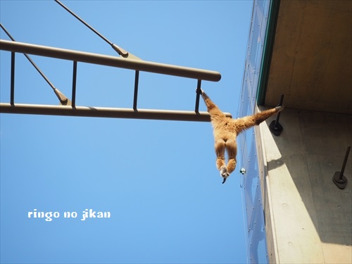 f:id:ringo_co:20190508225526j:plain