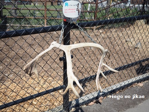 f:id:ringo_co:20190508231754j:plain