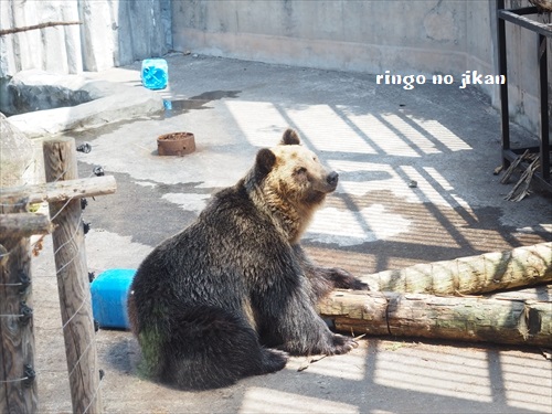 f:id:ringo_co:20190508233618j:plain