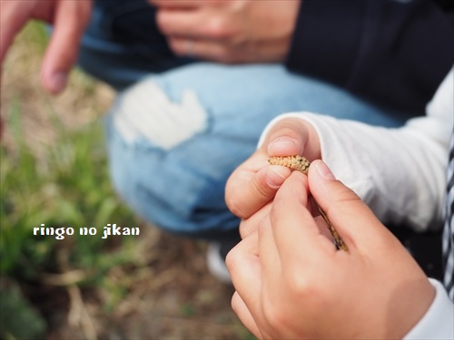 f:id:ringo_co:20190519014224j:plain
