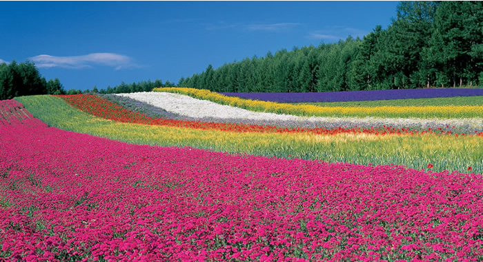f:id:ringo_co:20190519225001p:plain