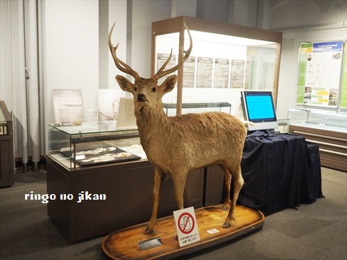 f:id:ringo_co:20190521142558j:plain f:id:ringo_co:20190521142558j:plain