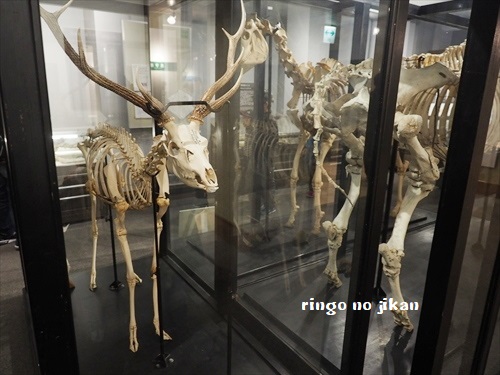 f:id:ringo_co:20190521142601j:plain f:id:ringo_co:20190521142601j:plain