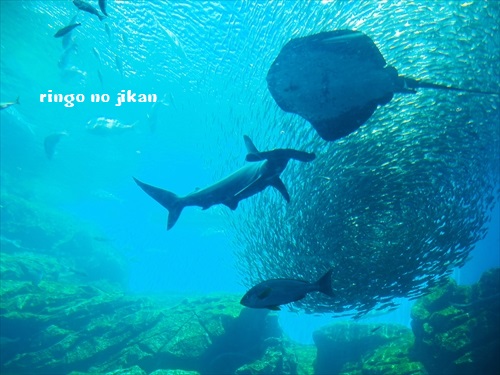 f:id:ringo_co:20190529233520j:plain