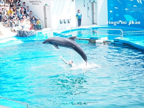 f:id:ringo_co:20190529234200j:plain