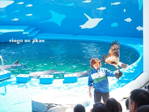 f:id:ringo_co:20190529234526j:plain