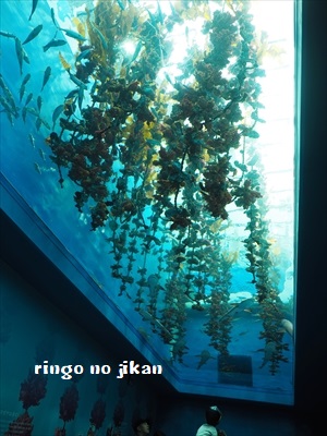 f:id:ringo_co:20190529235221j:plain