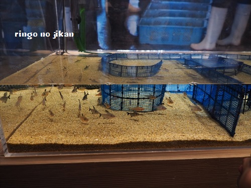 f:id:ringo_co:20190530000045j:plain