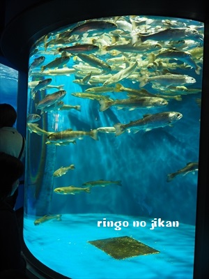 f:id:ringo_co:20190530000925j:plain