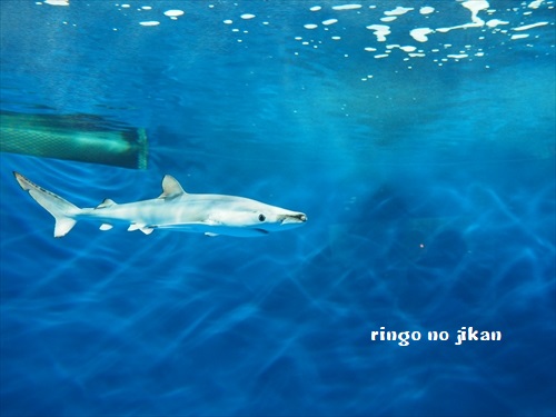 f:id:ringo_co:20190530001003j:plain