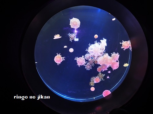 f:id:ringo_co:20190530001311j:plain