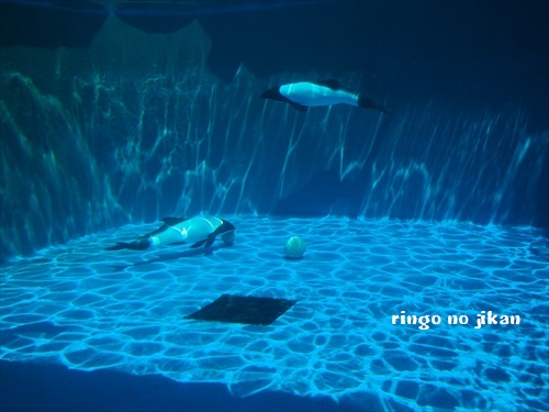 f:id:ringo_co:20190530001326j:plain
