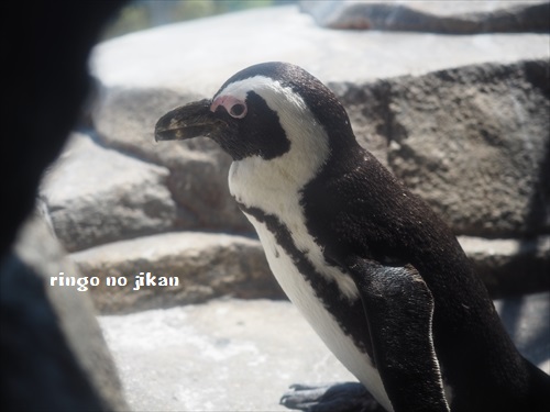 f:id:ringo_co:20190530001837j:plain