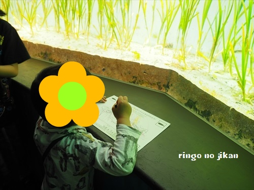 f:id:ringo_co:20190530002331j:plain