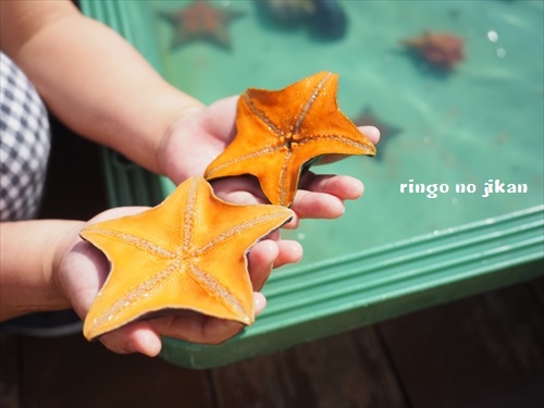 f:id:ringo_co:20190530003646j:plain