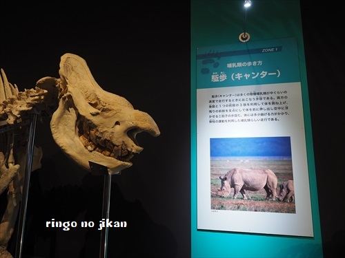 f:id:ringo_co:20190619105416j:plain f:id:ringo_co:20190619105416j:plain