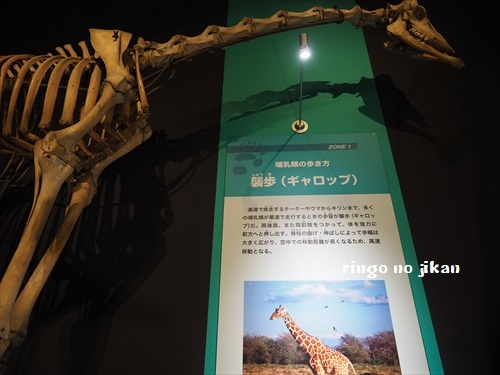 f:id:ringo_co:20190619105518j:plain f:id:ringo_co:20190619105518j:plain