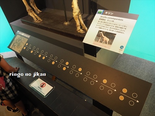 f:id:ringo_co:20190619105933j:plain f:id:ringo_co:20190619105933j:plain