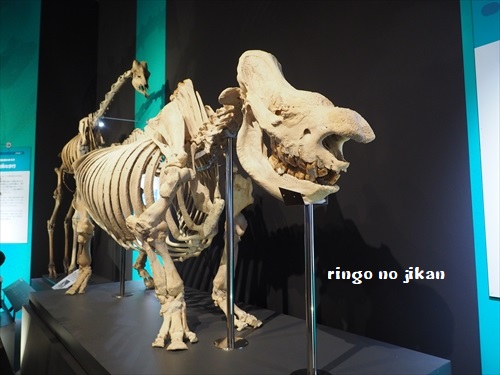 f:id:ringo_co:20190619110050j:plain f:id:ringo_co:20190619110050j:plain