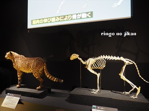 f:id:ringo_co:20190619110323j:plain f:id:ringo_co:20190619110323j:plain