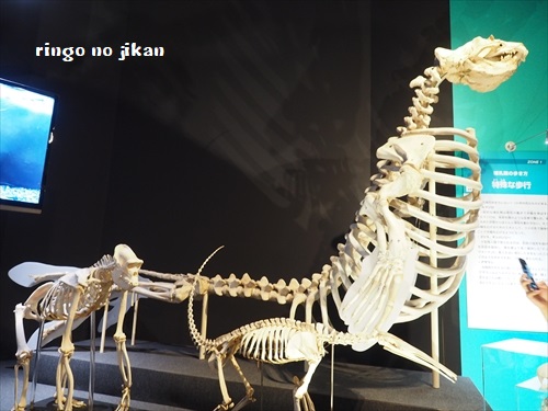f:id:ringo_co:20190619111141j:plain f:id:ringo_co:20190619111141j:plain