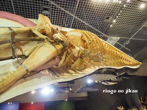 f:id:ringo_co:20190619111819j:plain f:id:ringo_co:20190619111819j:plain