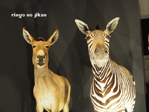 f:id:ringo_co:20190619111945j:plain f:id:ringo_co:20190619111945j:plain