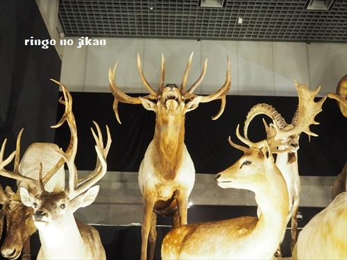 f:id:ringo_co:20190619112131j:plain f:id:ringo_co:20190619112131j:plain