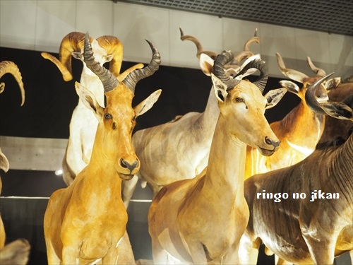 f:id:ringo_co:20190619112245j:plain f:id:ringo_co:20190619112245j:plain