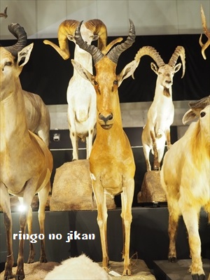 f:id:ringo_co:20190619112254j:plain f:id:ringo_co:20190619112254j:plain