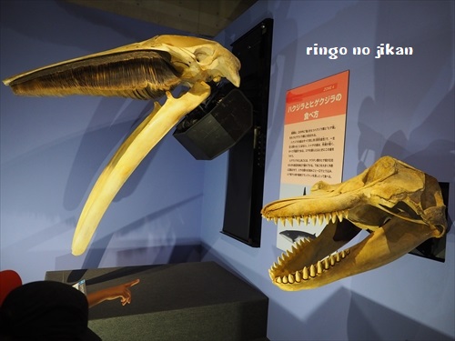f:id:ringo_co:20190619112432j:plain f:id:ringo_co:20190619112432j:plain