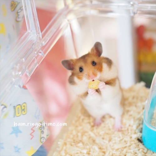 f:id:ringo_co:20190715212324j:plain f:id:ringo_co:20190715212324j:plain