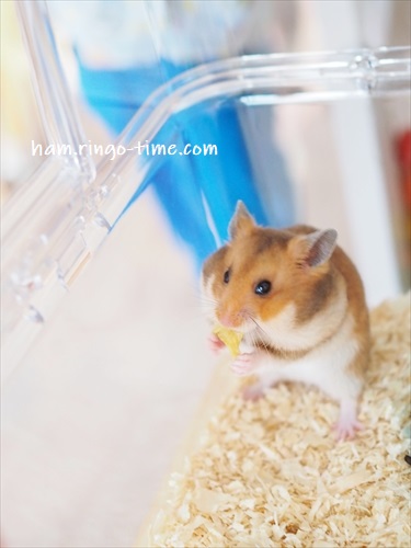 f:id:ringo_co:20190715212444j:plain f:id:ringo_co:20190715212444j:plain