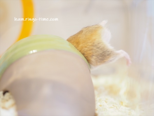f:id:ringo_co:20190716002816j:plain f:id:ringo_co:20190716002816j:plain