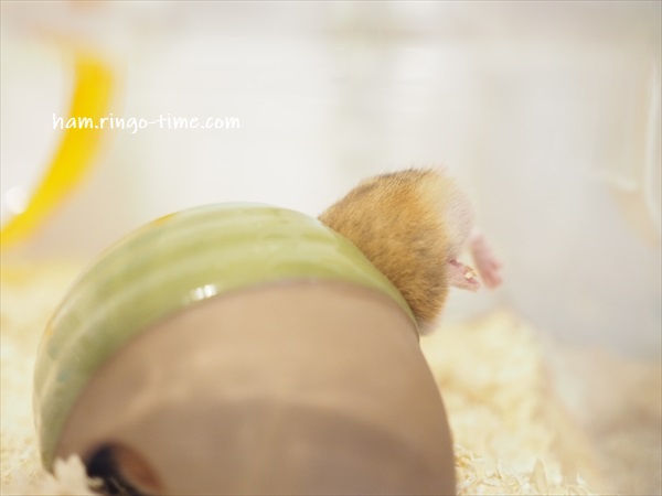 f:id:ringo_co:20190716002828j:plain f:id:ringo_co:20190716002828j:plain