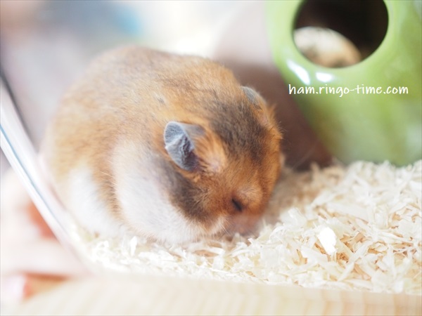 f:id:ringo_co:20190716003307j:plain f:id:ringo_co:20190716003307j:plain
