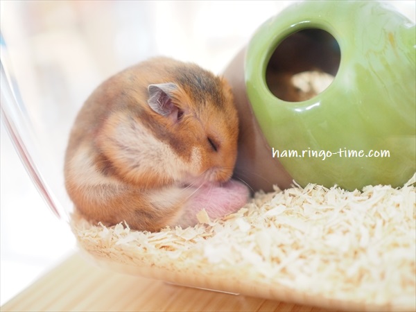 f:id:ringo_co:20190716003328j:plain f:id:ringo_co:20190716003328j:plain