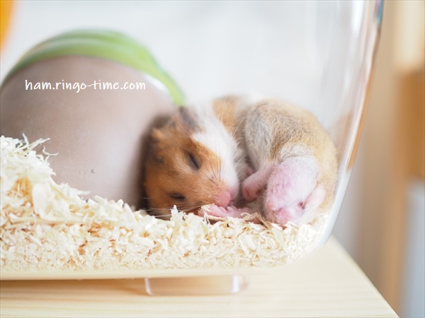f:id:ringo_co:20190716003345j:plain f:id:ringo_co:20190716003345j:plain