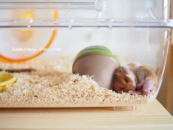 f:id:ringo_co:20190716003347j:plain f:id:ringo_co:20190716003347j:plain