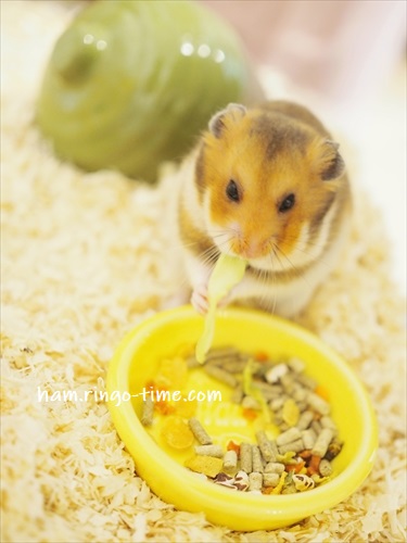 f:id:ringo_co:20190717010108j:plain f:id:ringo_co:20190717010108j:plain