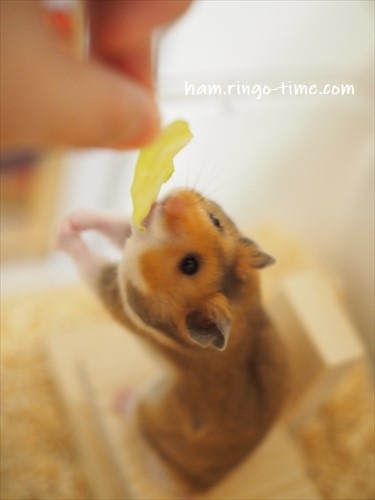 f:id:ringo_co:20190717010115j:plain f:id:ringo_co:20190717010115j:plain