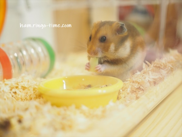 f:id:ringo_co:20190717010122j:plain f:id:ringo_co:20190717010122j:plain