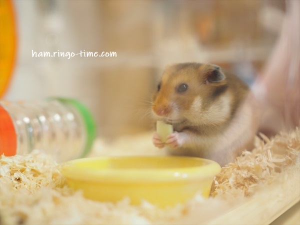 f:id:ringo_co:20190717010125j:plain f:id:ringo_co:20190717010125j:plain