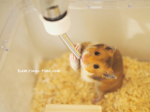 f:id:ringo_co:20190718000952j:plain f:id:ringo_co:20190718000952j:plain