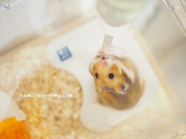 f:id:ringo_co:20190718224749j:plain f:id:ringo_co:20190718224749j:plain