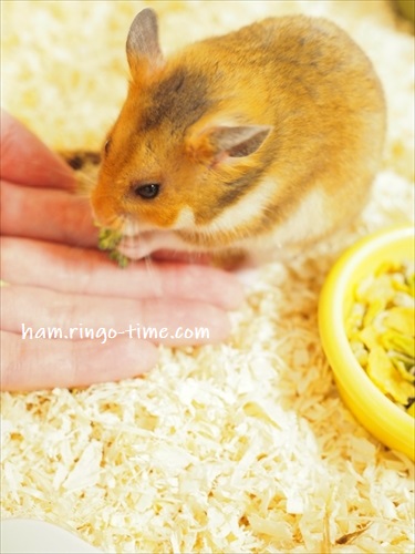 f:id:ringo_co:20190719154147j:plain