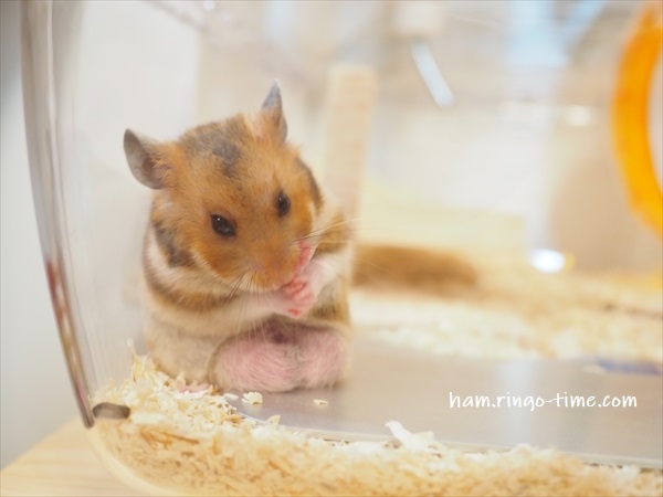 f:id:ringo_co:20190722234532j:plain f:id:ringo_co:20190722234532j:plain