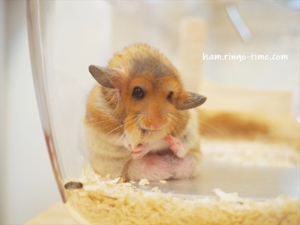 f:id:ringo_co:20190722234553j:plain f:id:ringo_co:20190722234553j:plain