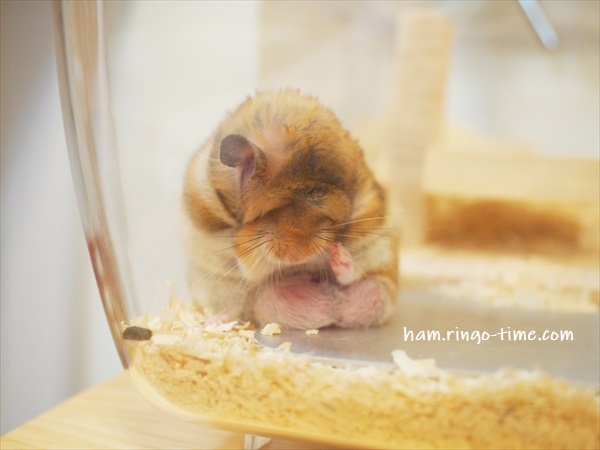 f:id:ringo_co:20190722234639j:plain f:id:ringo_co:20190722234639j:plain
